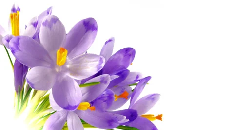 Timelapse blooming crocuses Stock Footage 36073312