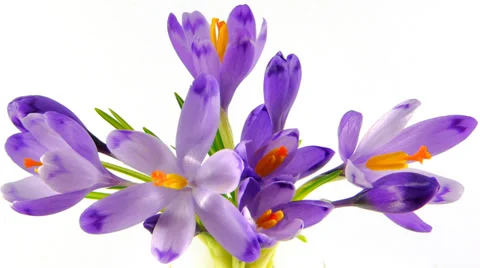 Timelapse blooming crocuses Stock Footage 36073548