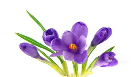 Timelapse blooming crocuses Stock Footage
