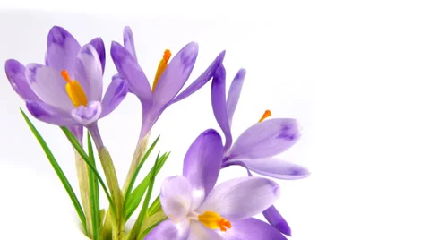 Timelapse blooming crocuses Stock Footage 36073987