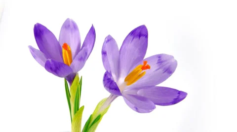 Timelapse blooming crocuses 動画素材 36074358