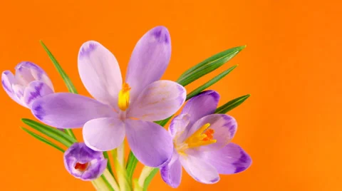 Timelapse blooming crocuses Stock Footage 36380757