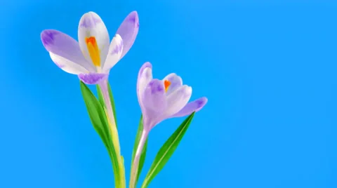 Timelapse blooming crocuses Stock Footage 36381423