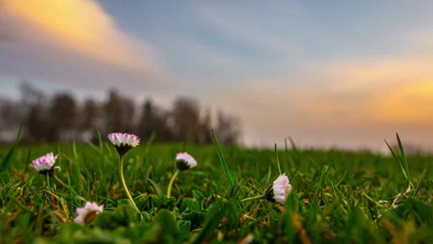 Timelapse blooming of daisy flowers in green grass spring meadow view 库存影片 329289984