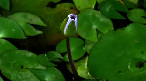 Timelapse blooming flower 動画素材 11558884