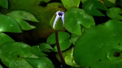 Timelapse blooming flower Video stock 11606965
