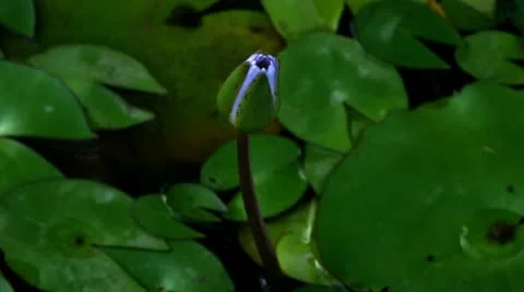 Timelapse blooming flower Video stock 11607064