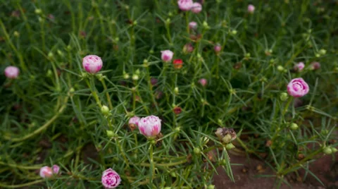 Timelapse of Blooming Flower,Selective Focus with Defocus Background Stock Footage 39226169
