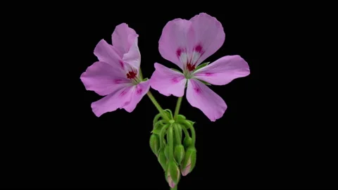 Timelapse of Blooming geranium flower close-up Stock Footage 217959333