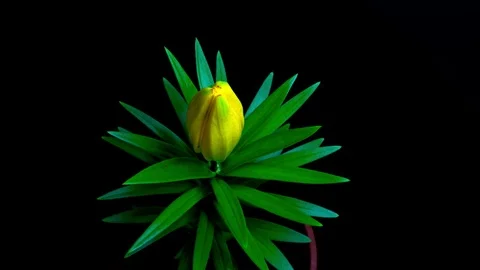 Timelapse blooming of a Lily flower Stock Footage 124783591