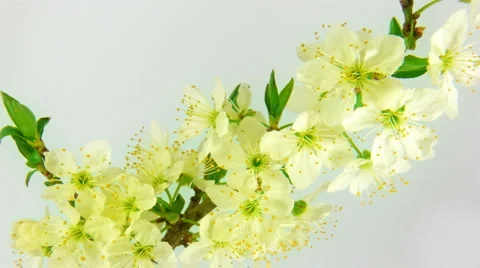 Timelapse blooming sakura in FullHD 30fps 動画素材 4279936