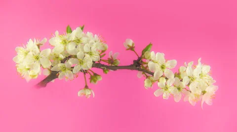 Timelapse blooming sakura in FullHD 30fps Stock Footage 4279949