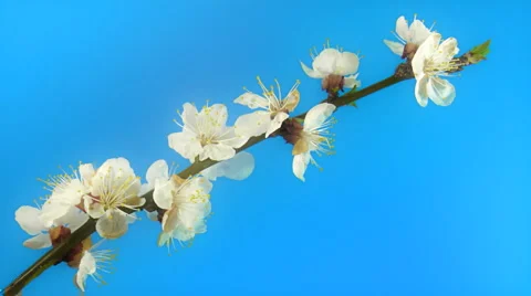 Timelapse blooming sakura in FullHD 30fps Stock Footage 4279957