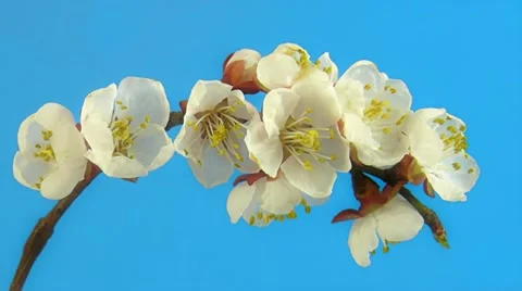 Timelapse blooming sakura in FullHD 30fps Stock Footage 11145134