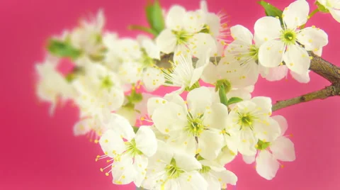 Timelapse blooming sakura HD 30fps 動画素材 4279945