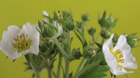 Timelapse of a blooming strawberry on a yellow background Vídeo Stock 154951911