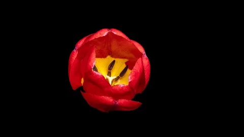 Timelapse of a blooming Tulip on a black background Stock Footage 129700472