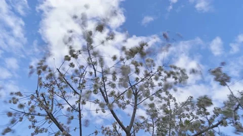 Timelapse of a blossoming cherry tree on a background of blue sky with clouds Stock Footage 153800164