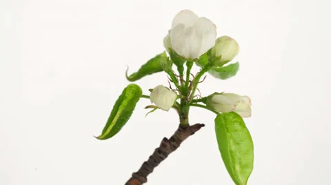 Timelapse of blossoming close Stock Footage 37971679