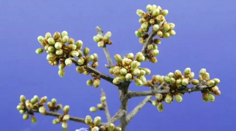 Timelapse of blossoming Stock Footage 107549