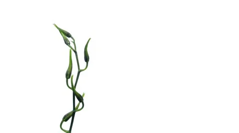 Timelapse of blossoming orchid Stock Footage 8963180