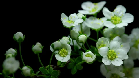 Timelapse of a blossoming Spiraea Stock Footage 305820127