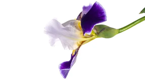 Timelapse of blue and white iris flower opening. close up Stock Footage 143715644