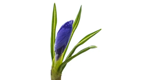 Timelapse of blue crocus flower blooming on white background Vidéo 130814423