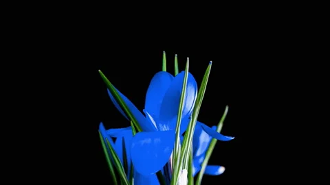 Timelapse of blue crocus flower blooming on black background, alpha channel Stock Footage 148095129