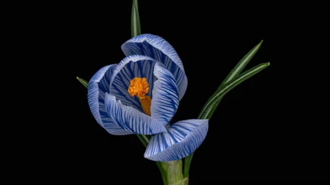 Timelapse of blue Crocus Flower Blooming on Black Background, close up 4K Stock Footage 239243126