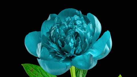Timelapse of blue peony flower blooming on black background. Blooming peony Stock Footage 154187976