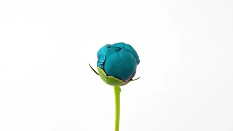 Timelapse of blue peony flower blooming on white background, stirring of stamens Stock Footage 252560759