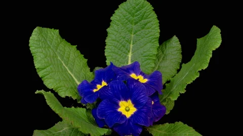 Timelapse of Blue Primula ( Primrose ) Flower Blooming Vidéo 151974908