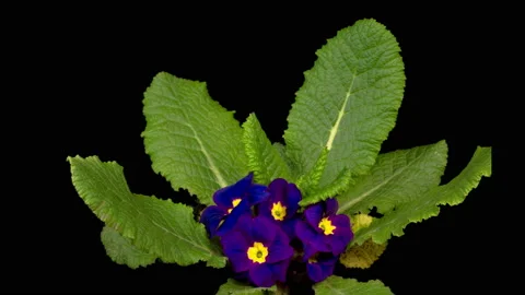 Timelapse of Blue Primula ( Primrose ) Flower Blooming Stock Footage 155489405