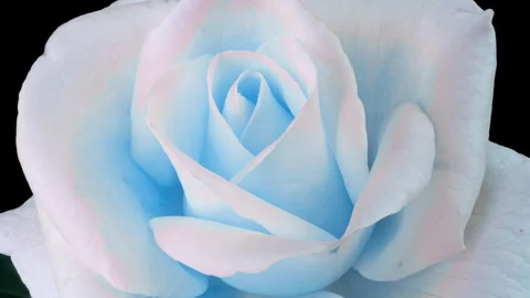Timelapse of blue rose flower blooming on black background. Blooming rose flower Stock Footage 257389692