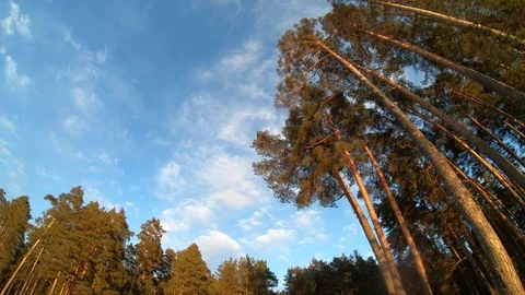 Timelapse blue sky in the forest and the movement of clouds Stock Footage 106364219