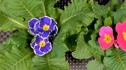 Timelapse of Blue Spring Flower Blossom. Видео 330366704