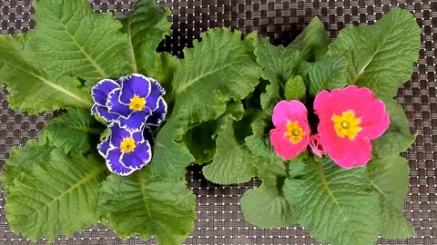 Timelapse of Blue Spring Flower Blossom. Vídeo Stock 330366986