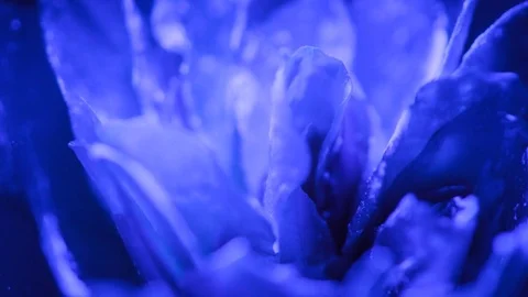 Timelapse Blue UV lit fluorescent rose Stock Footage 83880580