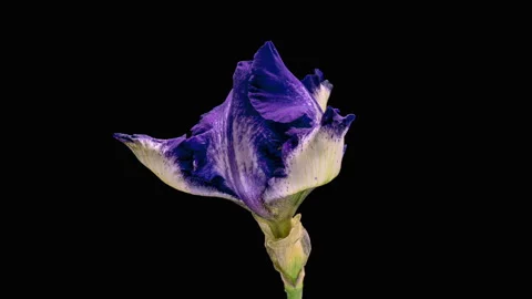 Timelapse of blue white iris flower opening. close up. Stock Footage 253903171