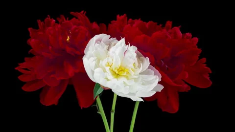 Timelapse bouquet of red and white peonies blooming on black background Stock Footage 243578259