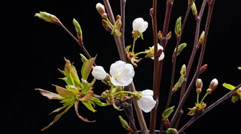Timelapse of branches blossoming Stock Footage 37983164