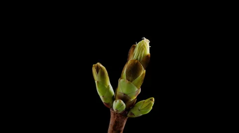 Timelapse of branches blossoming Stock Footage 37983285