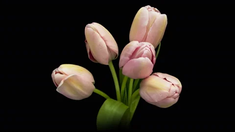 Timelapse of bright pink striped colorful tulip flowers blooming Stock Footage