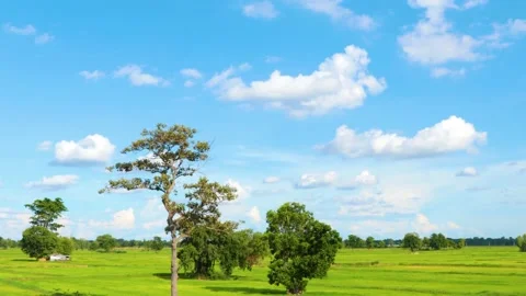 TimeLapse of the bright sky and many cloud with the beautiful green rice fiel Stock Footage 134217757