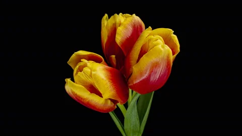 Timelapse of bright yellow and red striped colorful tulips flower blooming Stock Footage 124866012