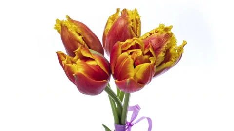 Timelapse of bright yellow and red striped colorful tulips flower blooming Stock Footage 126685147