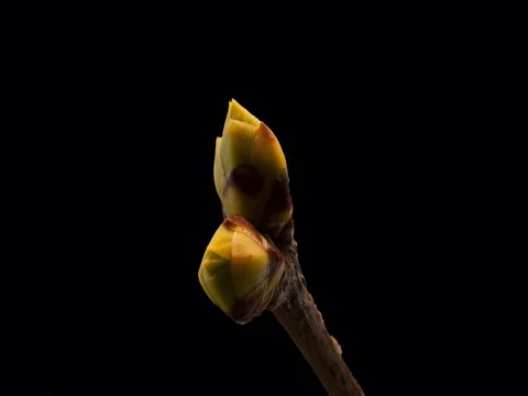 Timelapse bud plant opening  Stock Footage 84873193