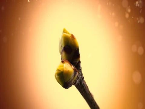 Timelapse bud plant opening  Stock Footage 84873235