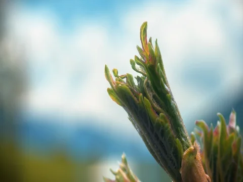 Timelapse bud plant opening  Stock Footage 84874068